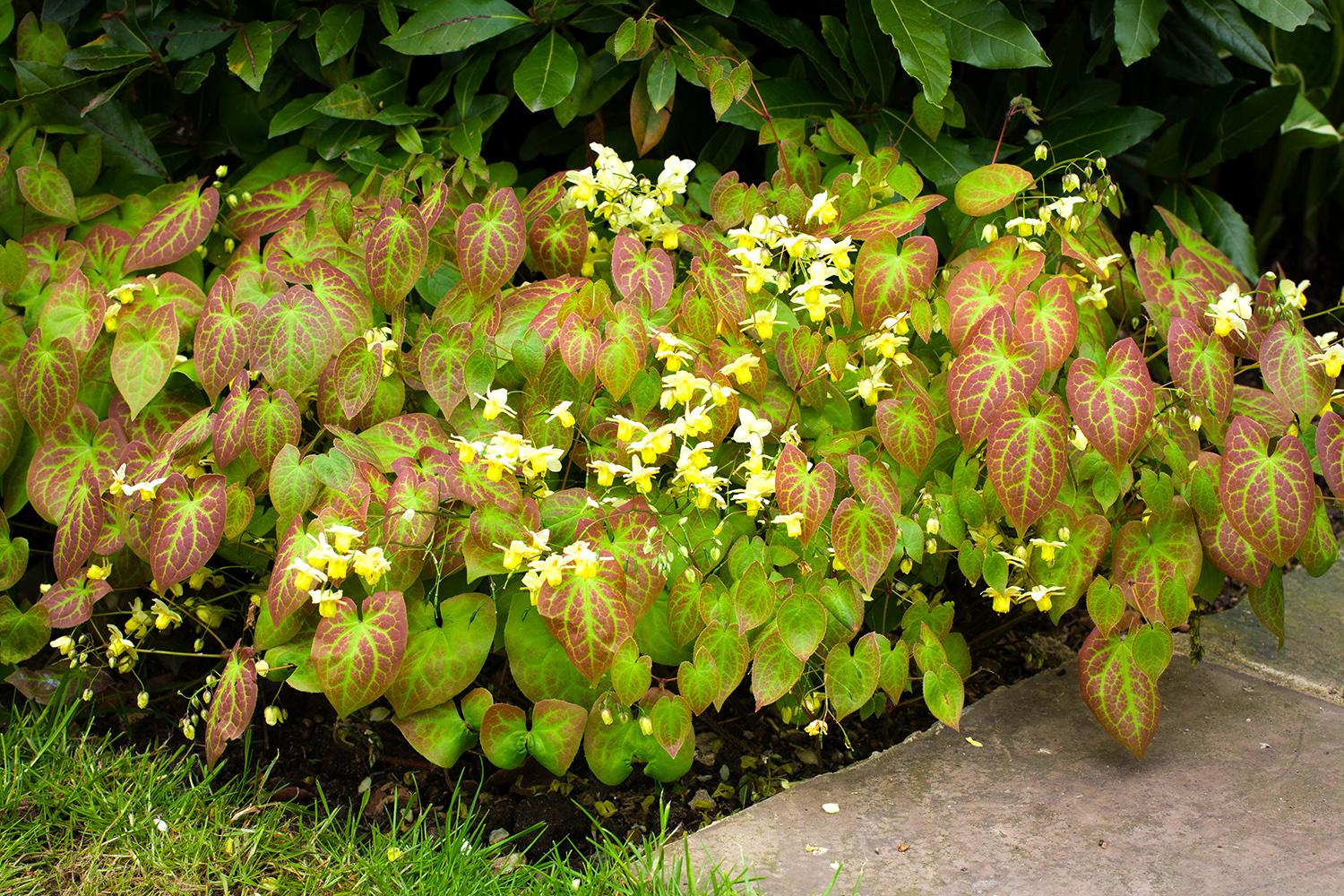 Epimedium versicolor 'Sulphureum'